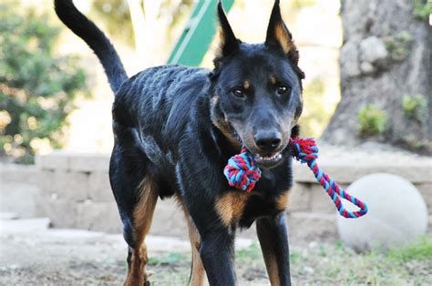 Fit Dog Beauceron Berger De Beauce Bas Rouge French Shepherd Puppy