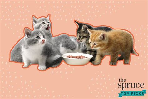 The 6 Best Wet Foods For Your Kitten In 2021 Kitten Wet Great Cat