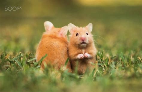 37 Small Cute And Lovely Pictures Of Hamsters