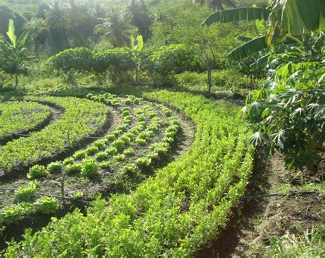 Estação Jardim Já ouviu falar da agricultura sintrópica