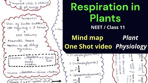 Respiration In Plants One Shot Video Neet Class Plant Physiology