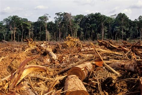 Over 100 World Leaders Pledge To End Deforestation By 2030 At COP26