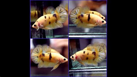 Live Betta Fish Fancy Yellow Tiger Koi Halfmoon Plakat Hmpk Male A