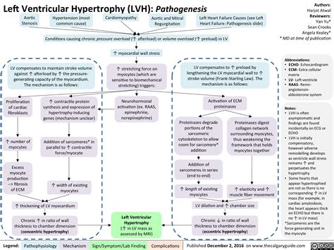 Left Ventricular Hypertrophy Pathogenesis Calgary Guide