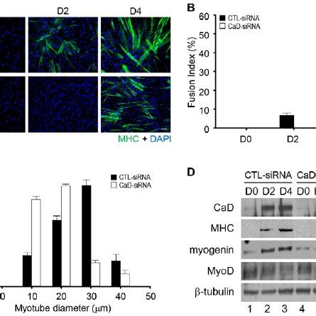 Cad Is Required For Cell Spreading And Migration During C C Myoblast