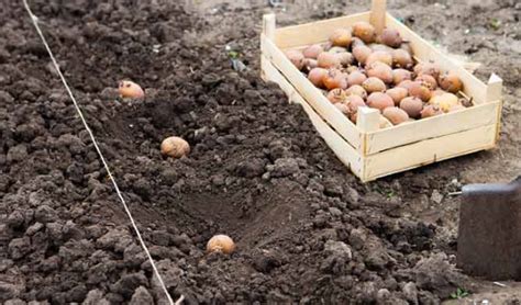 Картофель Джелли. Отзывы, описание сорта, фото