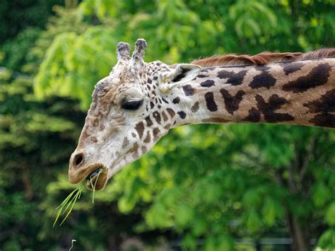 herbivore examples animals  holly standley blog