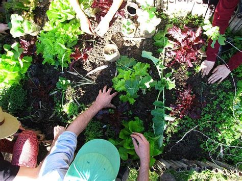 Est S Pensando En Empezar A Cultivar Tus Propios Alimentos Esto Es