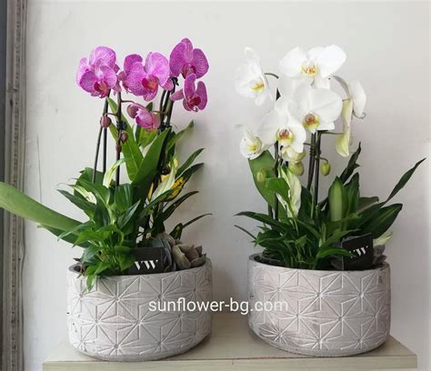 Аранжировка с каскадна орхидея - Магазинът за Цветя - sunflower-bg.com