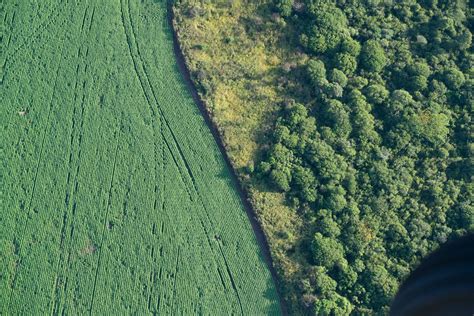 A Pesar De La Cuarentena En Argentina Se Deforestaron Más Hectáreas De Bosques Nativos Que El