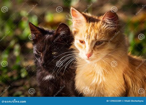 Two Cats Playing In Garden Black And Red Stock Image Image Of Small