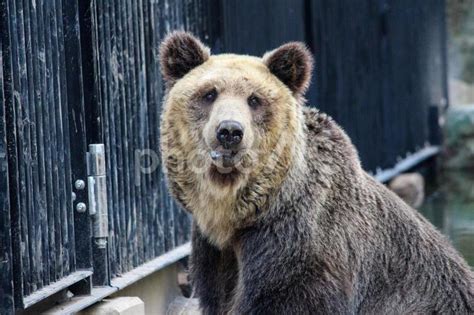 旭山動物園ヒグマのとんこ No 24370718｜写真素材なら「写真ac」無料（フリー）ダウンロードok