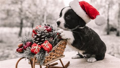 30 Of The Cutest Christmas Puppies On Earth [PICTURES] - DogTime