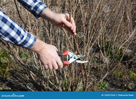 Blackcurrant Bush Pruning with Bypass Secateurs. Gardener Cut ...