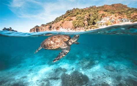 Apo Island Guide Snorkeling Diving Near Dumaguete