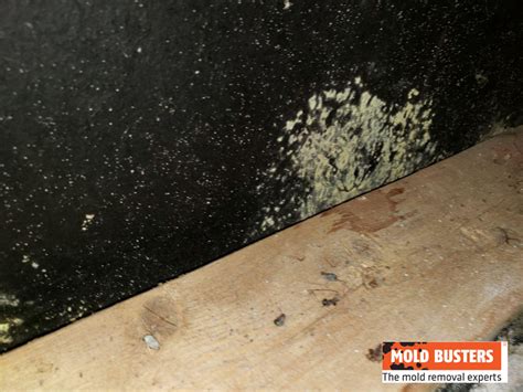 Yellow Mould On Bedroom Walls Psoriasisguru