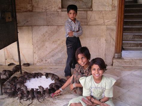 Amazing Rat Temple Deshnok Karni Mata Temple Where Rats Rule At