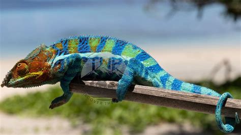Ultimate Care Strategies For Ambanja Panther Chameleons The Nature