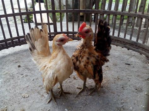 Jual Ayam Serama Dari Anakan Sampai Dewasa I Wa 085647723888