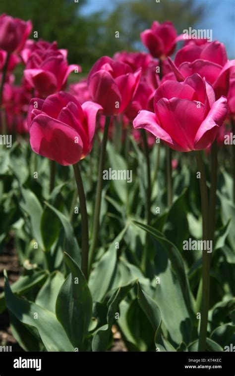 Long Stem Pink Tulips Stock Photo - Alamy