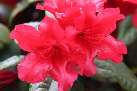 Azalea Flor Arbusto Foto Gratis En Pixabay Pixabay