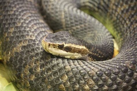 Water Moccasin Cottonmouth Snakes Facts And Photos Science Trends