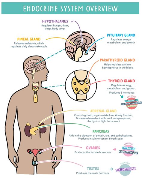 Endocrine System - Glands, Hormones & Key Functions