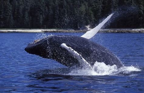 Humpback whale Calf, breaching. Inside Passage Our beautiful Wall Art ...