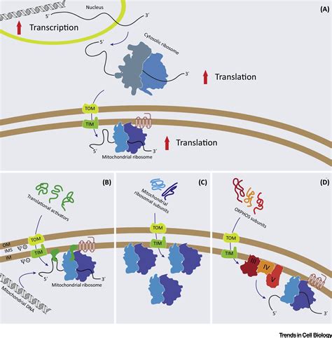 Plasticity Of Mitochondrial Translation Trends In Cell Biology