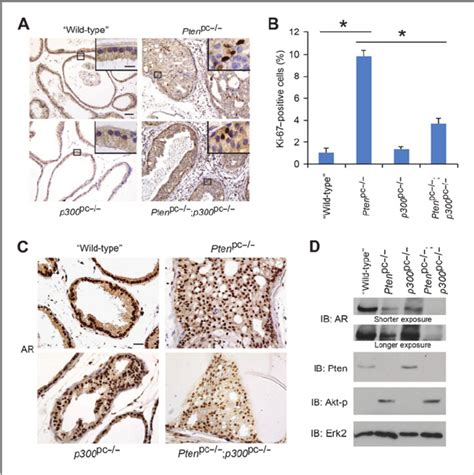 P Knockout Decreases Cell Proliferation And Ar Protein Levels In