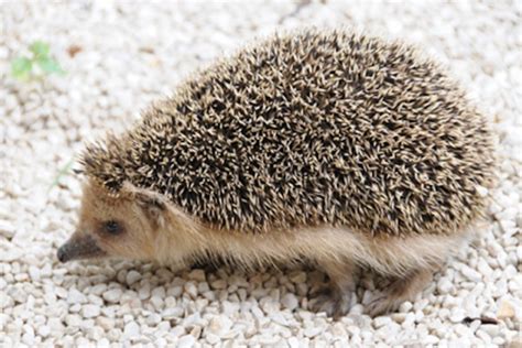 Types Of Hedgehogs Around The World Spikes Hedgehog Food