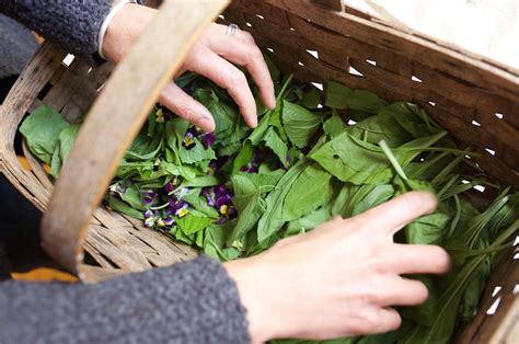 Herbal Academy Botany And Wildcrafting Course Review Becky O Cole Folk