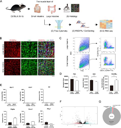 Mesenchymal Stromal Cells Differ Morphologically And Transcriptionally