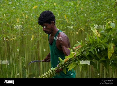 Farmer Processing Jute From Jute Plants Jute In Bangladesh Is Called