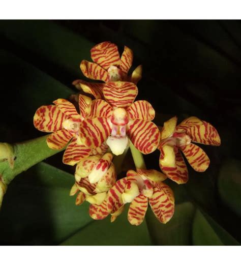 Acampe ochracea Orquidario em Mogi Mirim SP As mais lindas Orquídeas