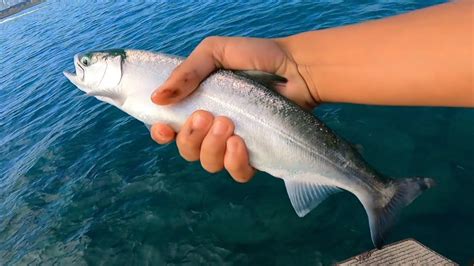 Pier Fishing For Coho Salmon Best Bait Chicago Fishing Fish