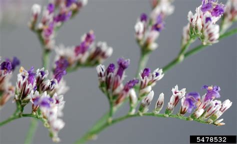 Statice Limonium Hybrid Misty Series