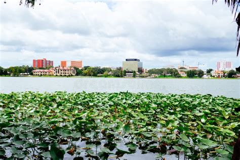 Swan In Lake Morton And The City Center Of Lakeland Florida Stock Image