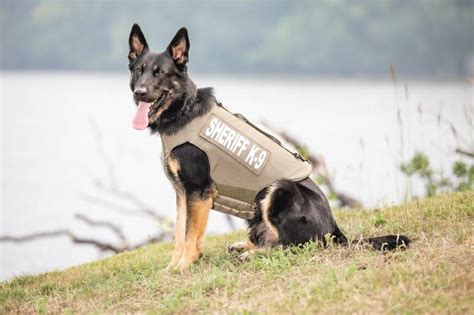 Sheriffs K 9s Receive Body Armor Donation Shaw Local