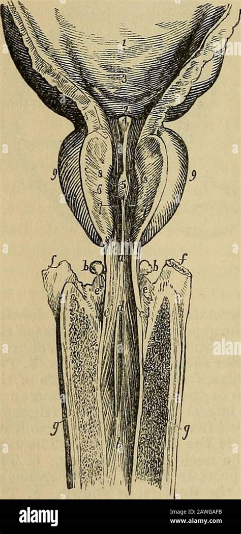 Prostate Anatomy Base Apex