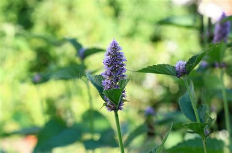 Agastache Foeniculum Also Called Giant Hyssop Indian Mint Or Blue