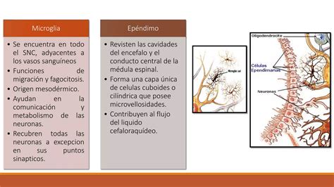 Clasificación De Los Neurotransmisores Ppt