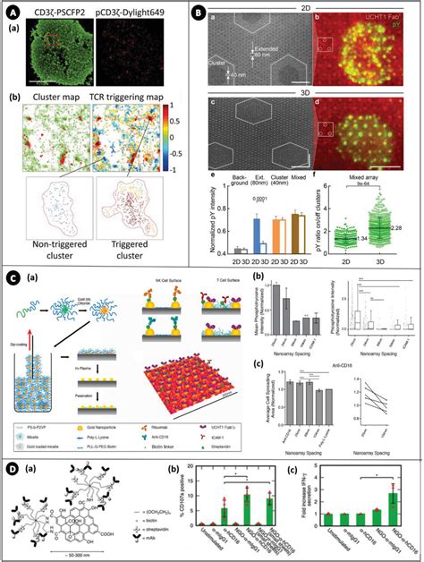 A Tcr Clusters A Images Showing Jurkat Cells Stimulated On A Lipid