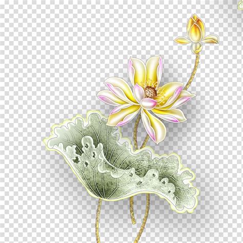 Yellow Lotus Flowers Illustration Nelumbo Nucifera Grey Gold Lotus