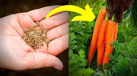 5 Étapes Faciles Pour Faire Pousser des Carottes Toute L Année