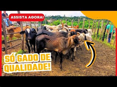 A MARAVILHOSA FEIRA FEIRA DO GADO ASSISTA AGORA YouTube