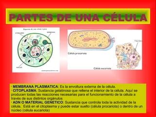 Celula Ppt