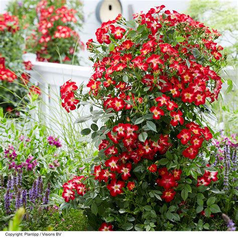 Rose 'Everglow Ruby' (Shrub) | Dobies