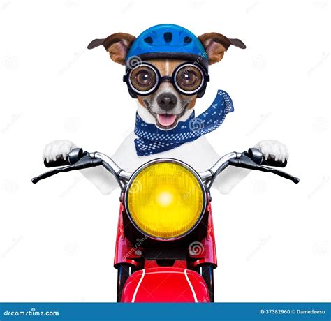 Perro En Una Moto Atelier Yuwa Ciao Jp