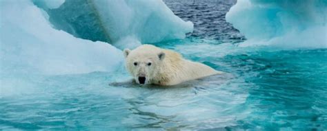 Summer Sea Ice May Vanish From The Arctic In Just 10 Years Scientists